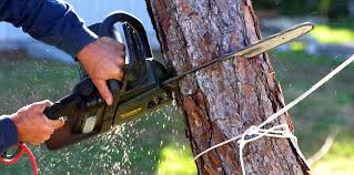 Best Palm Tree Trimming  in Prairie Ridge, WA