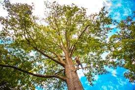 Best Leaf Removal  in Prairie Ridge, WA