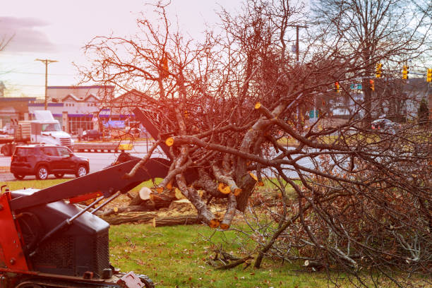 Professional Tree Care in Prairie Ridge, WA