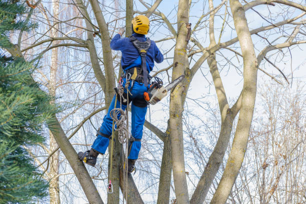 Best Hazardous Tree Removal  in Prairie Ridge, WA