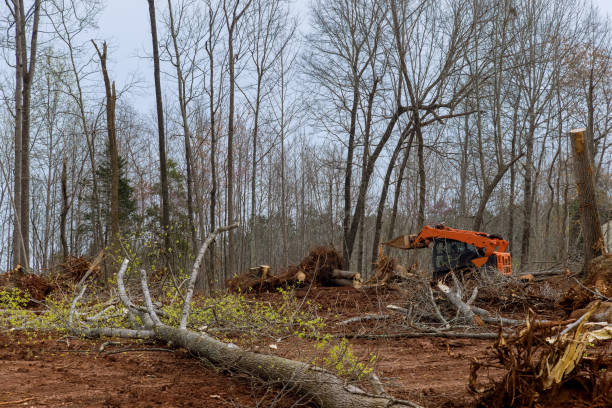 Best Firewood Processing and Delivery  in Prairie Ridge, WA