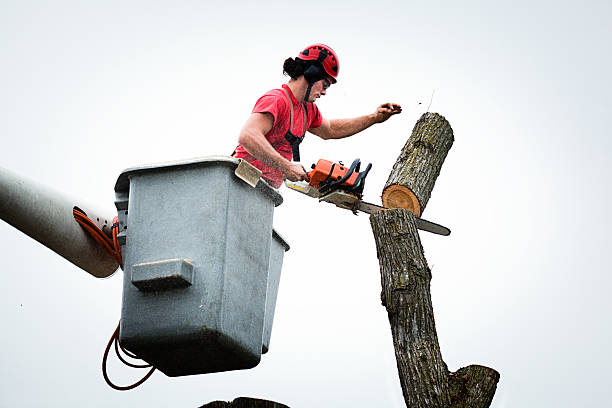 Best Tree Trimming and Pruning  in Prairie Ridge, WA