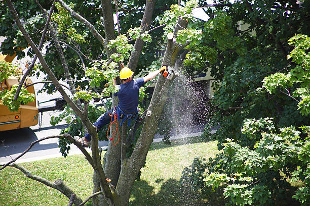 Lawn Irrigation Installation and Maintenance in Prairie Ridge, WA